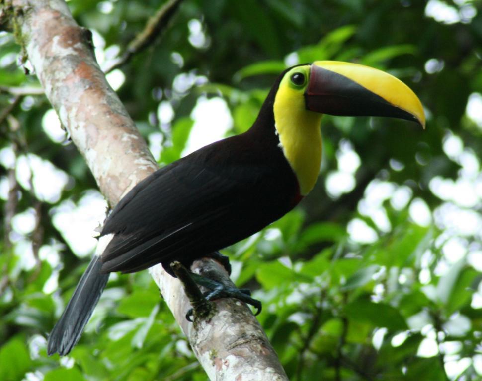 Tirimbina Rainforest Lodge Sarapiquí エクステリア 写真