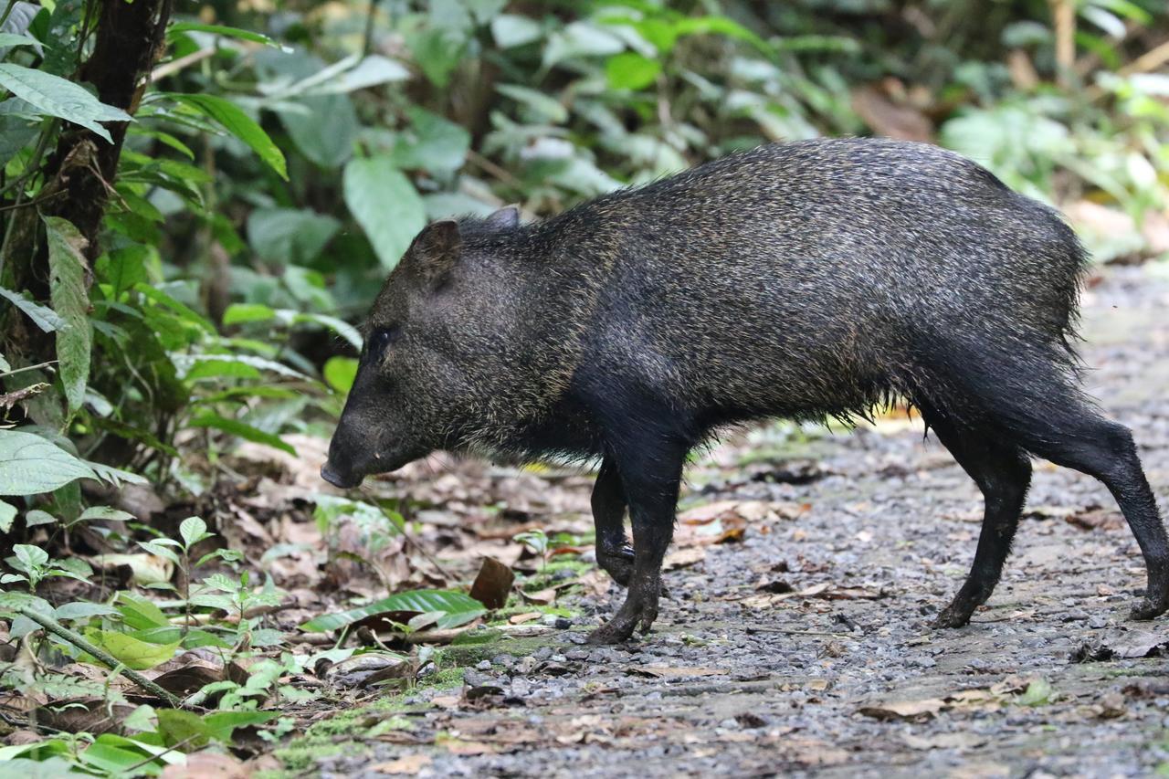 Tirimbina Rainforest Lodge Sarapiquí エクステリア 写真