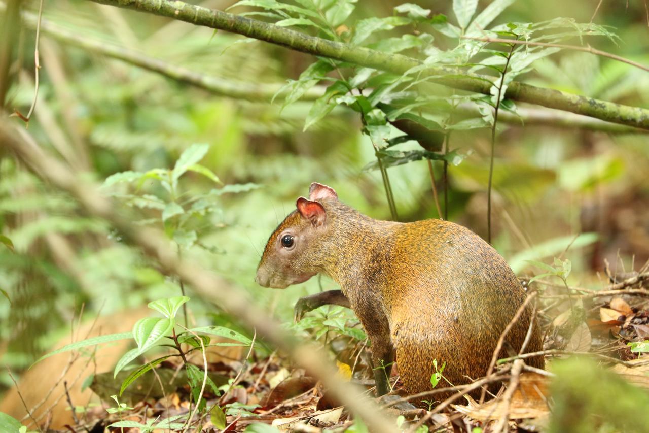 Tirimbina Rainforest Lodge Sarapiquí エクステリア 写真