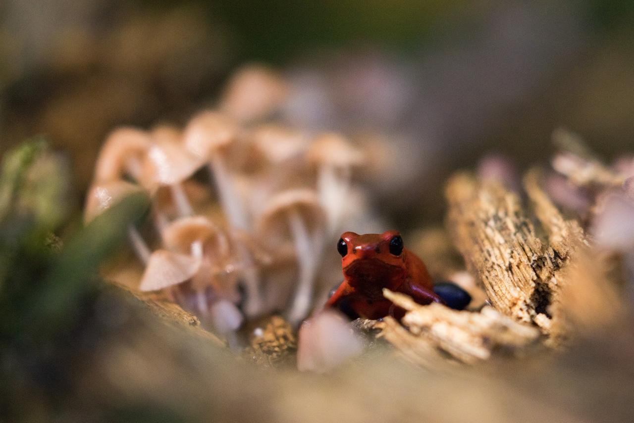 Tirimbina Rainforest Lodge Sarapiquí エクステリア 写真