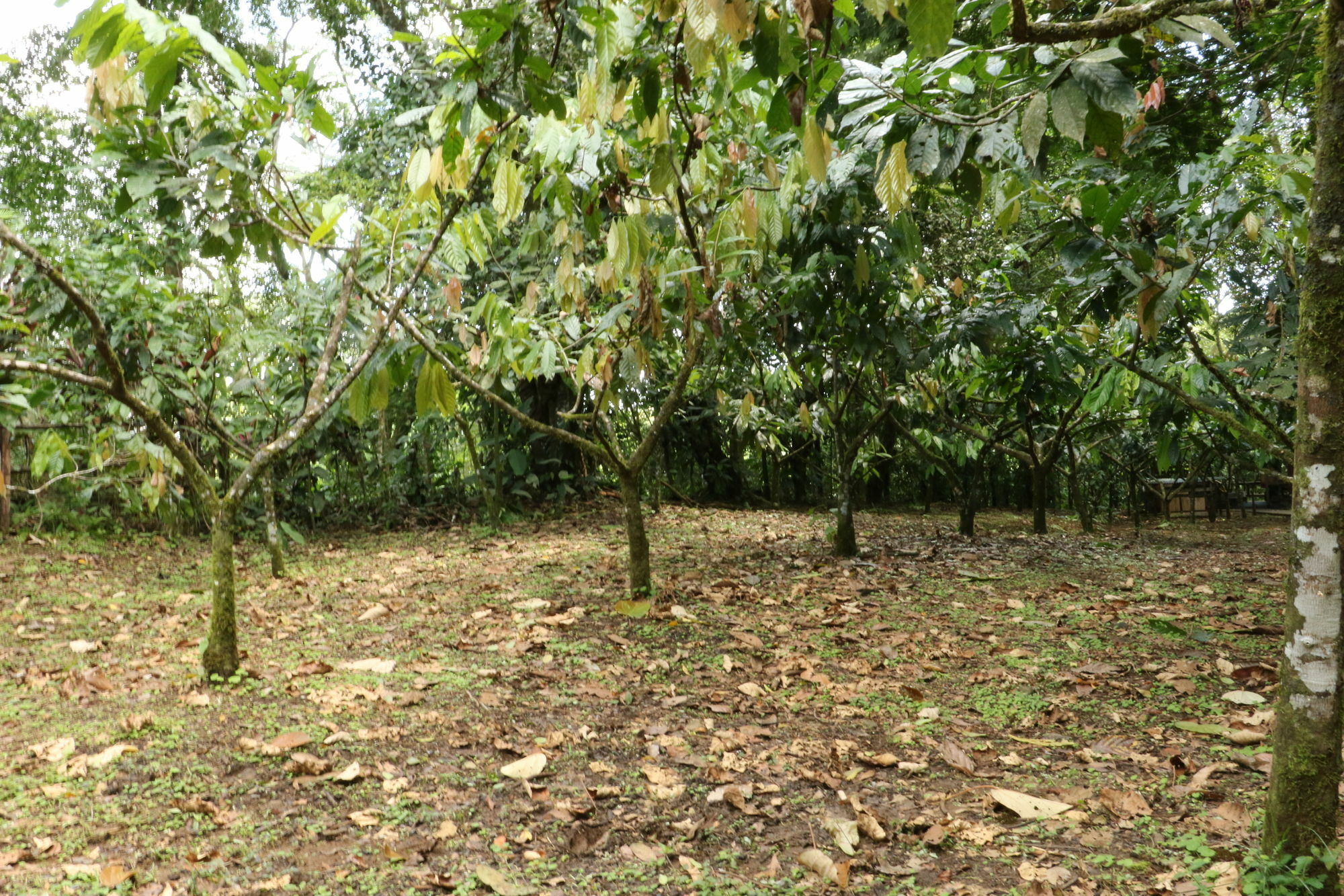 Tirimbina Rainforest Lodge Sarapiquí エクステリア 写真